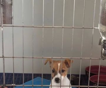 Jocelyn's Puppies & Pet Supplies