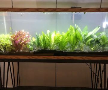 Fish & Friends