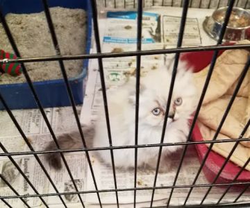Village Pet Shoppe