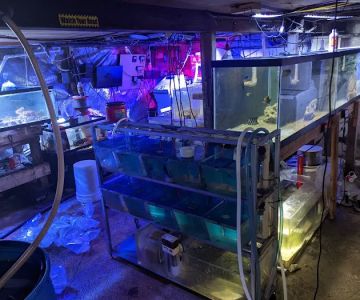 Fish Geeks aquarium maintenance