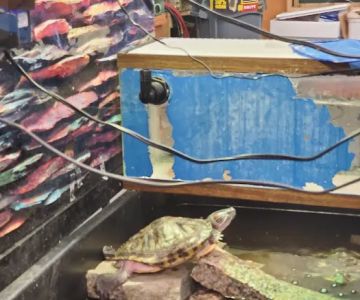 woodlawn pets & More