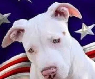 All American Pets