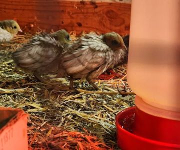Brooklyn Farm & Pets & Hardware LLC