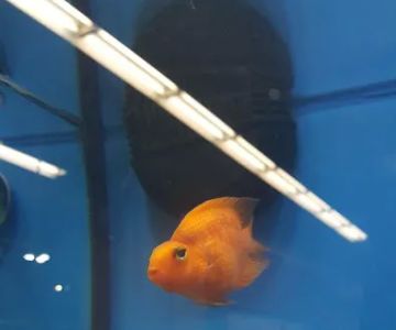 Petco