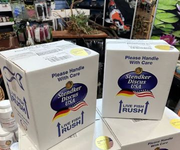 Stendker Discus USA