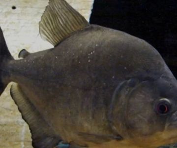 Predatorfins