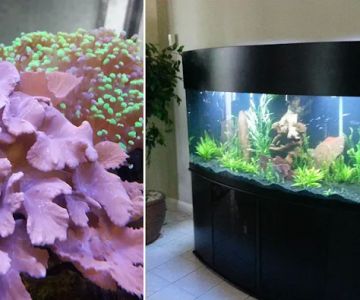 Animal Effects Aquarium Service