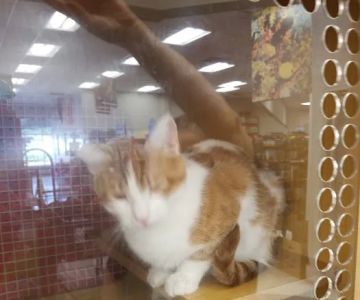 Petco
