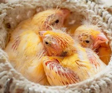 Colorful Canary
