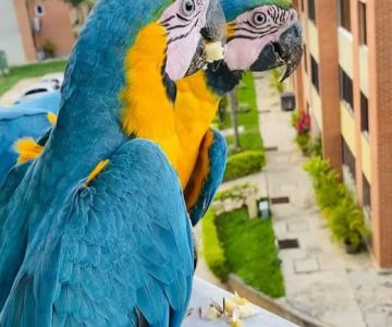 Grey parrot & Birds