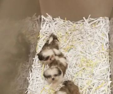 The Perfect Puppy