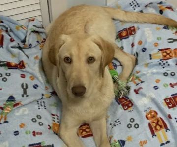 The Perfect Puppy