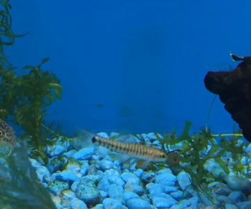 Au2019s Aquatics & Pet Store