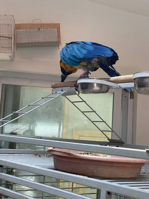 Maryland Exotic Birds Inc 3