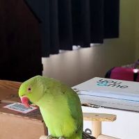 Maryland Exotic Birds Inc ico