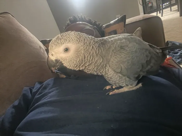 Maryland Exotic Birds Inc 4