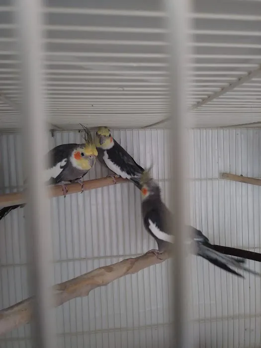 Maryland Exotic Birds Inc 6