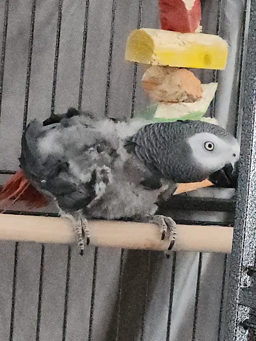 Maryland Exotic Birds Inc 7