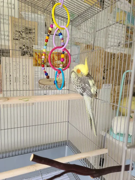 Maryland Exotic Birds Inc 9