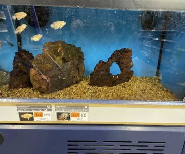 Petco
