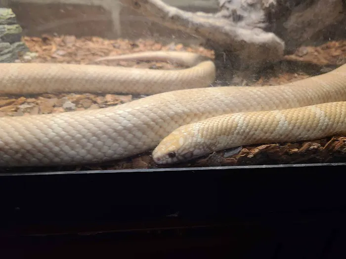 JHA Reptiles 4