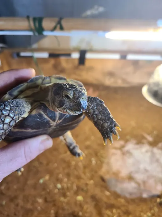 JHA Reptiles 1
