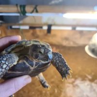 JHA Reptiles ico