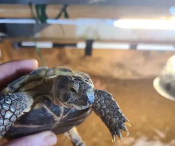 JHA Reptiles