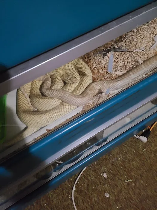 JHA Reptiles 9