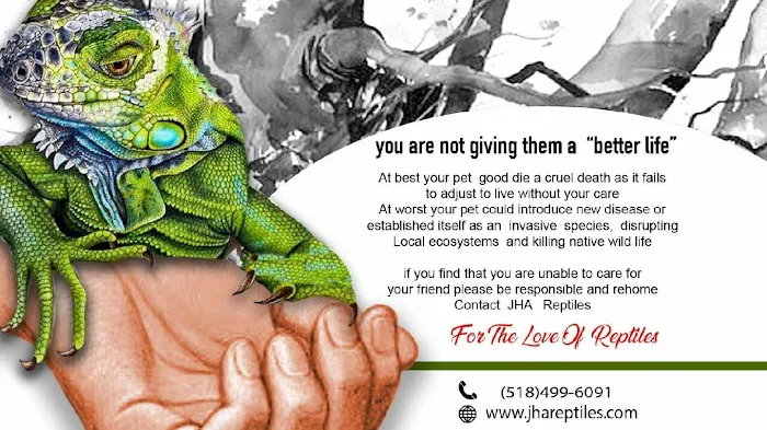 JHA Reptiles 3