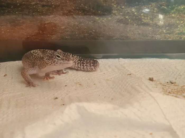 JHA Reptiles 2