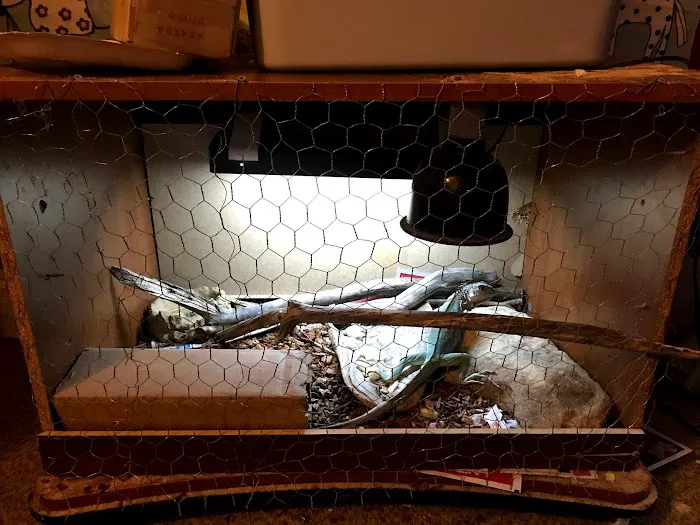 JHA Reptiles 6