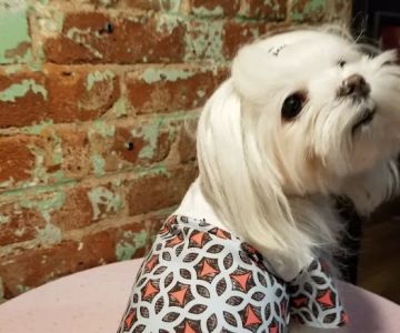 Pawssion Designer Pet Clothing