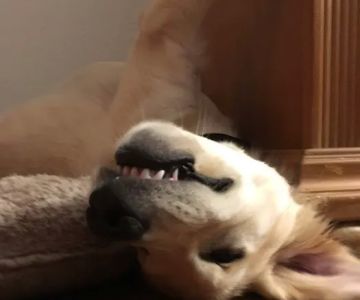 The Perfect Puppy