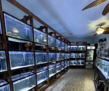 The Fish World