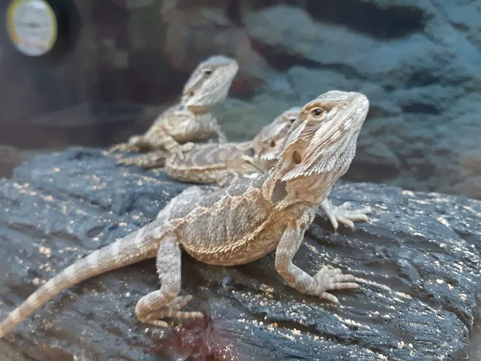 Petco 8