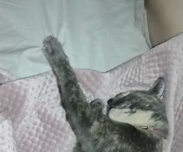 Pet Wants Newport