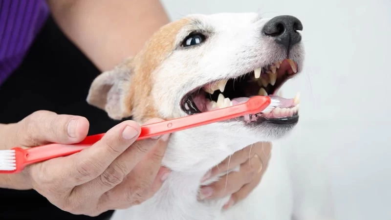 Top Tips for Preventing Pet Dental Disease and Keeping Your Pets Healthy