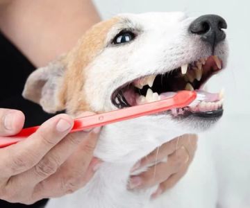 Top Tips for Preventing Pet Dental Disease and Keeping Your Pets Healthy