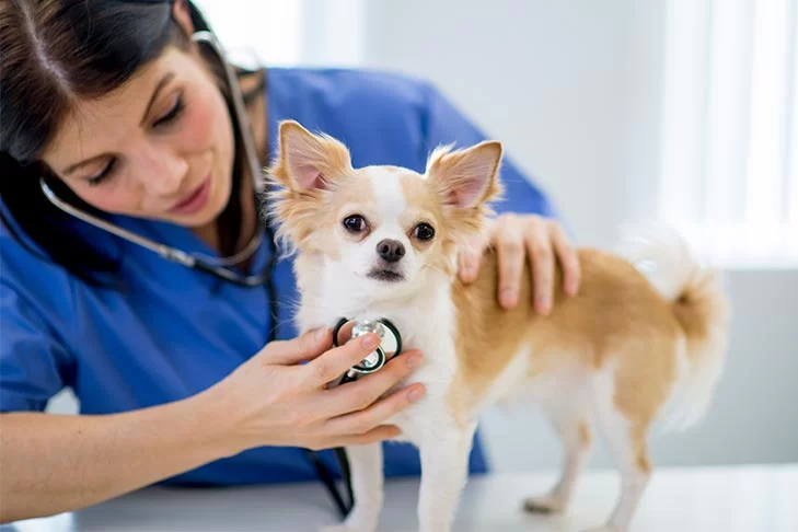 What to Expect During Your Pet’s Annual Checkup – A Complete Guide