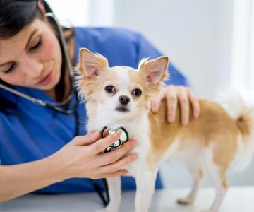 What to Expect During Your Pet’s Annual Checkup – A Complete Guide
