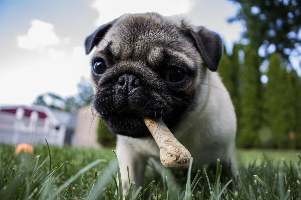 The Importance of Nutritional Counseling for Your Pet's Well-Being