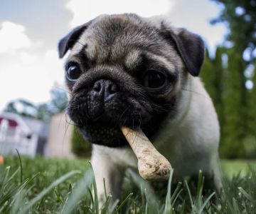 The Importance of Nutritional Counseling for Your Pet's Well-Being