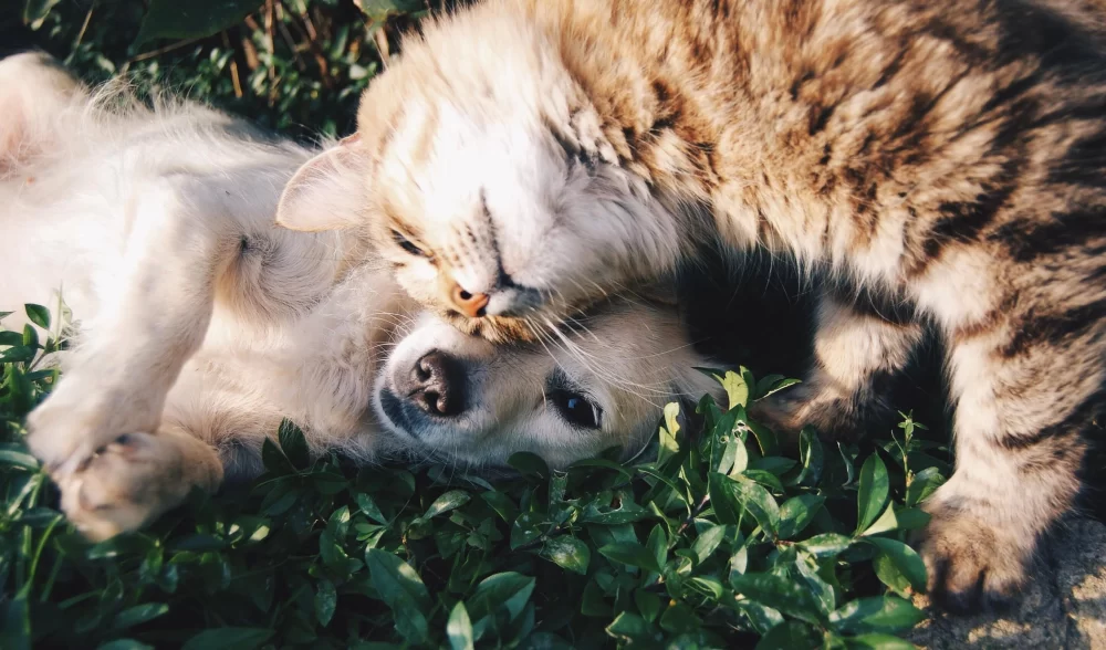 Best Practices for Maintaining a Healthy Digestive System for Your Pet