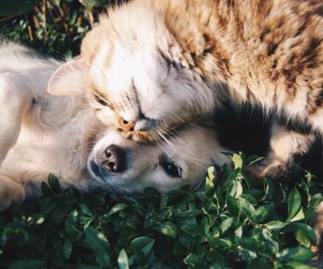 Best Practices for Maintaining a Healthy Digestive System for Your Pet