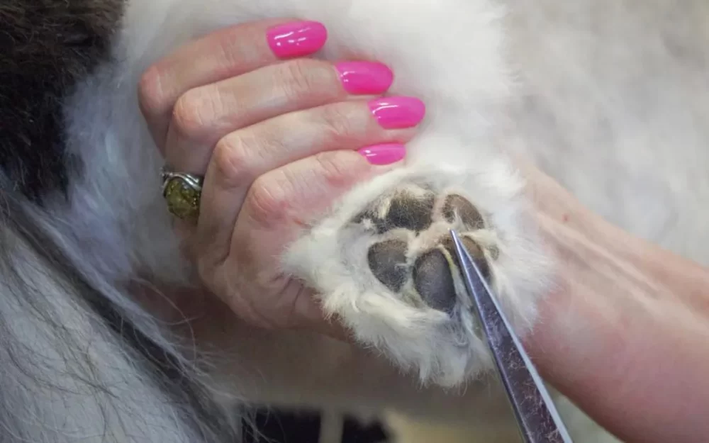 How to Care for Your Pet’s Paws and Nails Properly in the US