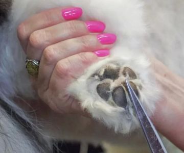How to Care for Your Pet’s Paws and Nails Properly in the US