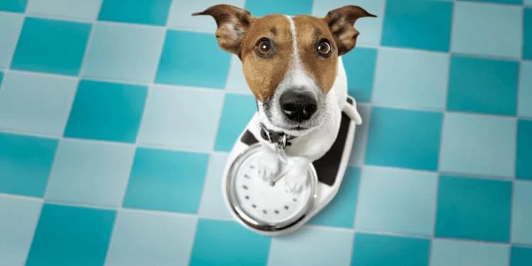 How to Safely Help Your Pet Lose Weight: A Complete Guide