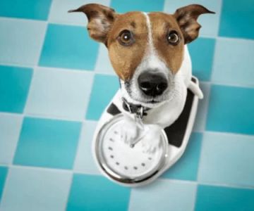 How to Safely Help Your Pet Lose Weight: A Complete Guide