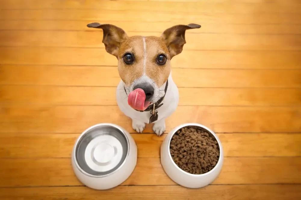 The Importance of Nutritional Counseling in Pet Care